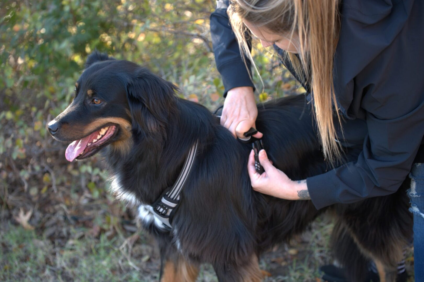 A woman is clipping the collar of her dog.