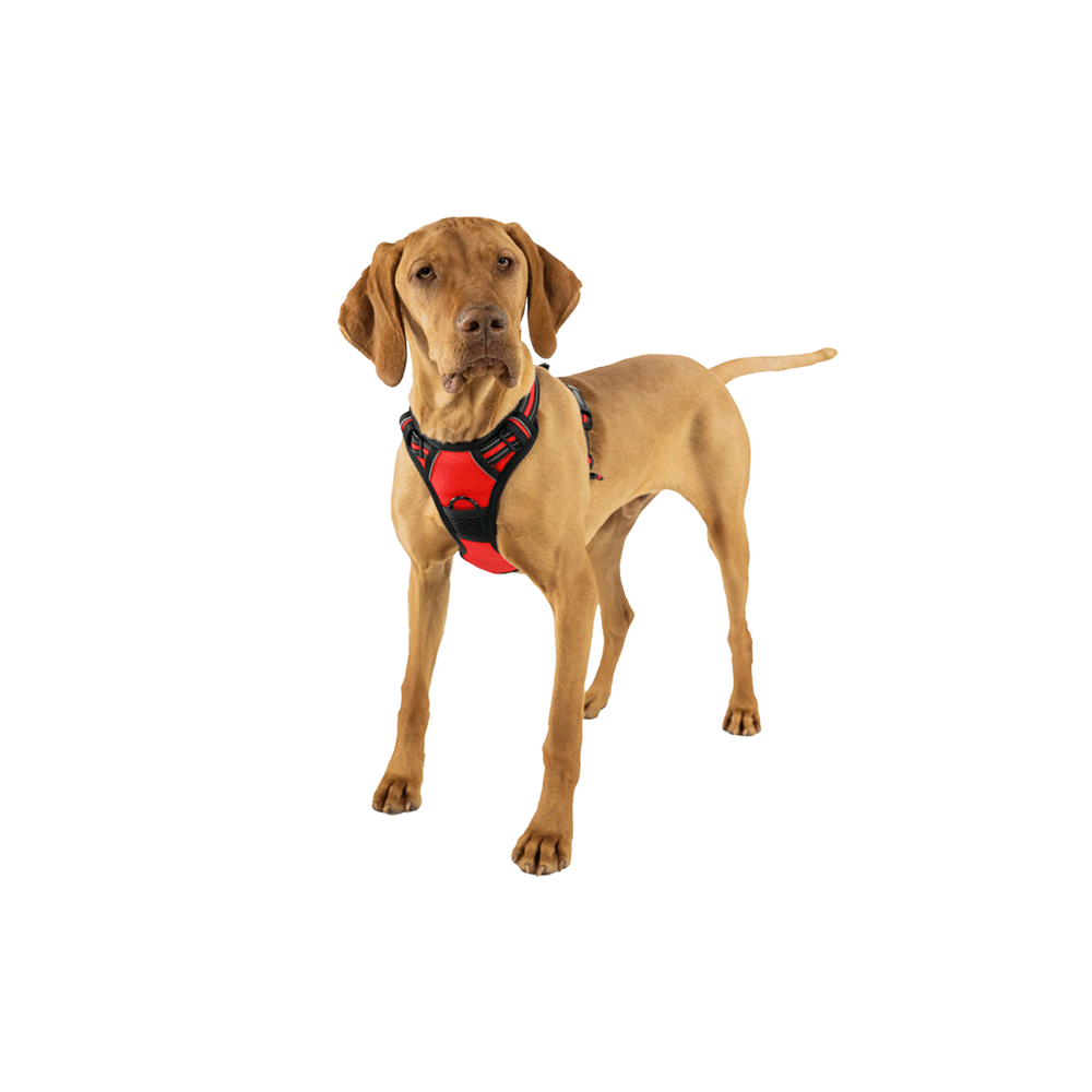 🐾 Dog Harness vs. Collar: Why Harnesses Are the Safer Choice